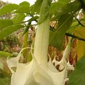 Brugmansia x blanc double